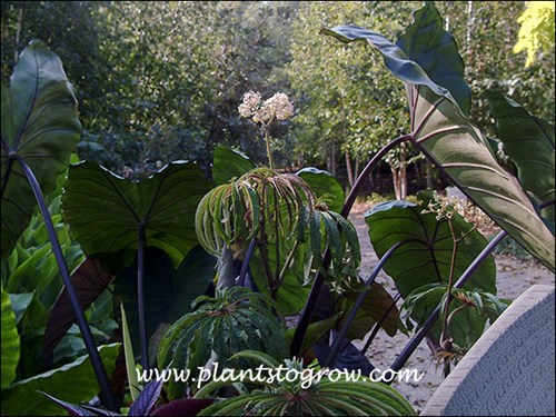 Flower of the Black Stem Elephant Ears.